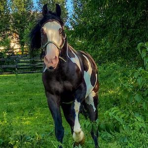 Meet your Posher, Lanark